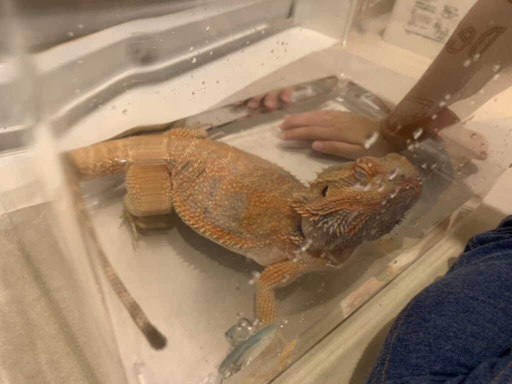 温浴をするフトアゴヒゲトカゲ