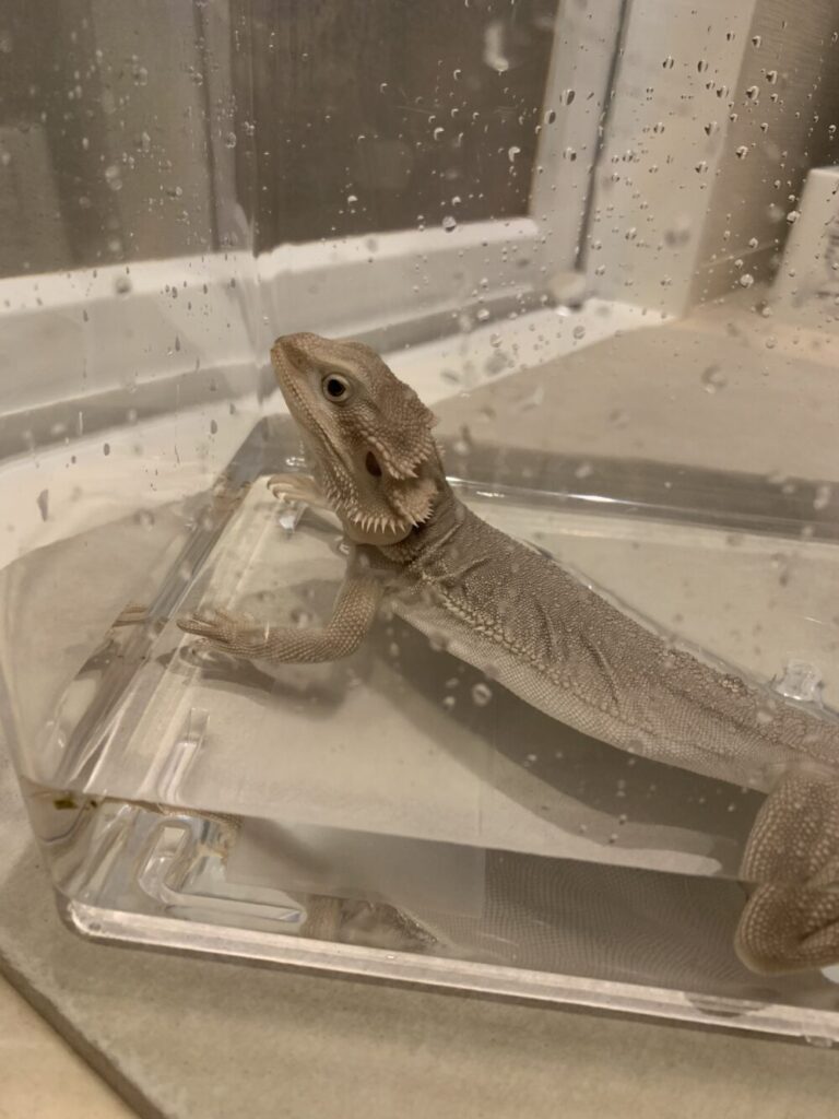 フトアゴヒゲトカゲの温浴