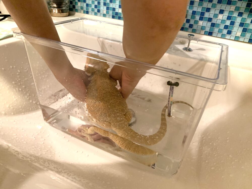 温浴をするフトアゴヒゲトカゲ